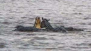 Zebra ripped apart by FORTY hungry crocodiles, one swallows whole leg