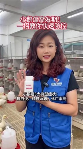 小鹅瘟三大症状，应该怎么解决#小鹅瘟 #小鹅瘟抗体 #小鹅瘟专用抗体 #水禽技术 ##鹅养殖技术分享