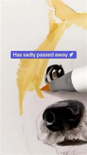 I can't believe DOGE is gone 😭 | My drawing tribute to Kabosu