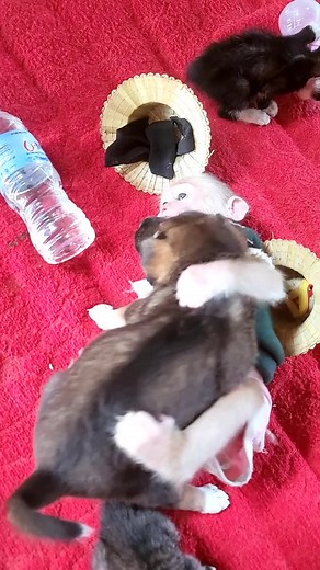 Cute Monkey and Puppy Playtime Interaction