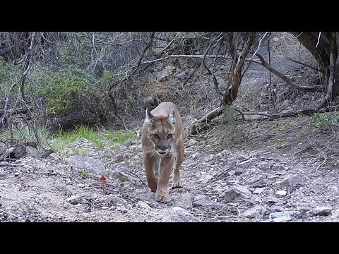 Mountain lions & more on my Trail camera. Southern Arizona Wildlife
