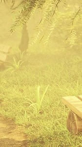 Wooden bench in nature by the tree