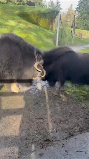 Willow, Pretzel, Charlotte, and Hudson are officially a herd. Now fully settled into their spacious muskox habitat, this crew is thriving together. The youngsters, Willow & Pretzel, are bringing the energy and Hudson is right in the middle of it. They have been practicing their headbutts, bouncing and sparring in playful bursts while Hudson hangs close (and occasionally joins the fun). For muskox, this kind of pushing and butting is completely natural and how they build strength, coordination an