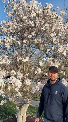 Magnolia stellata is a cute, compact, early blooming magnolia. 🌸#BotanicalGarden