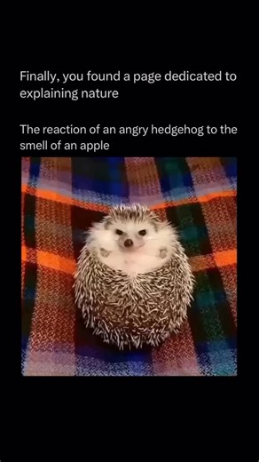 Unseen Nature on Instagram: "Hedgehogs are one of nature's most distinctive creatures, easily identified by their sharp quill-covered coats. When threatened, they curl into a protective ball, transforming into an impenetrable fortress of spikes - a clever defense mechanism that doesn't rely on poison or detachable quills like those of porcupines. Under the cover of night, hedgehogs emerge to feast on insects, worms, and the occasional berry or mushroom. Although their eyesight is limited, their 