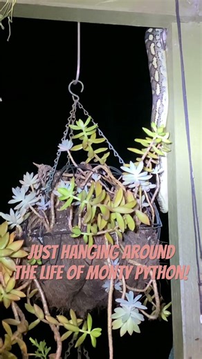 The adventures of Monty the Python! Just hanging about! #python #snake #wildlife #friendly #hungry