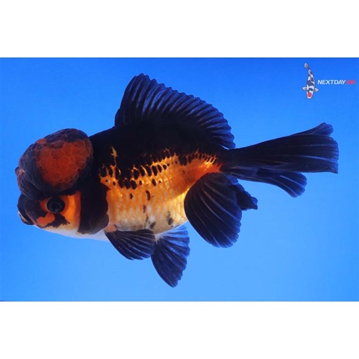 5” Imported Red and Black Oranda | Next Day Koi | Koi Fish For Sale