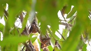 Learn more at batcon.org/nightwatch. The world’s more than 1,400 bat species play vital roles in ecosystems, from eating insects, to pollinating plants, and dispersing seeds. Due to its size and variety of habitats, Africa is home to an incredible diversity of bat species. On the continent and around the globe bats are connected to humans and ecosystems in many ways, and all are affected when one link is removed from the chain. | Bat Conservation International