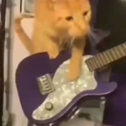 Cat Rock - Funny Cat Singing Rock Meme Compilation