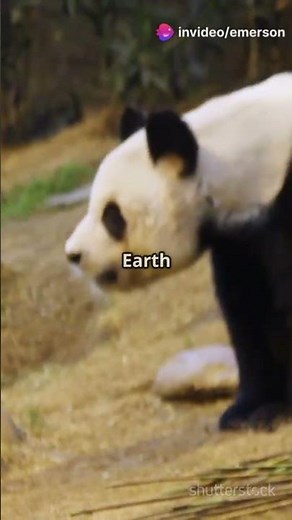 10 Incredible Panda Facts That Will Blow Your Mind