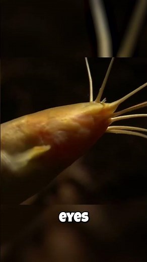 Why This Golden Cave Fish Completely Lost Its Eyes! (Blind)