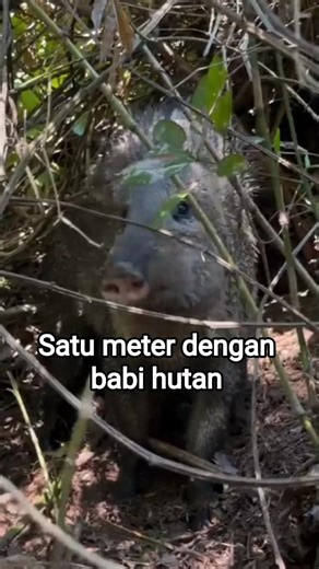 Tips for dealing with wild boars face to face #shorts