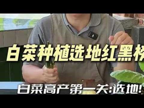 白菜高产第一关：从学会挑地开始！#新农人计划2025 #种植小技巧 #白菜 #萝卜 #秋冬蔬菜种植