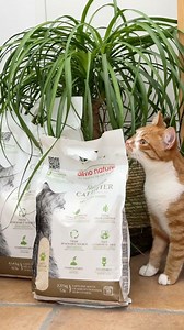 137 reactions |  Soft Texture Cat Litter is the ideal 100% plant-based litter for you, your cat, and the planet! Efficient and environmentally friendly, it makes your life easier while ensuring optimum comfort for your furry friend 殺 Don't wait any longer to try it out – it's currently on special offer at almonature.com/en/cat_litter Almo Nature donates 100% of its profits to biodiversity protection projects through the Fondazione Capellino. | Almo Nature | Facebook