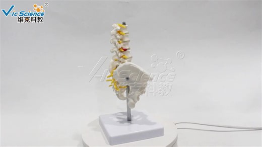 Small Pelvic Belt Five-segment Lumbar Model Science Model Anatomical Model Female Pelvis