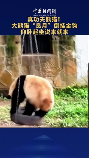 148K views · 10K reactions | "Kung fu panda" Liang Yue showed off its acrobatic skills! Check it here! #kungfupanda #KungFu #giantpanda | China News 中国新闻网 | Facebook