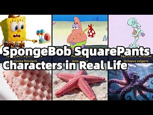 SpongeBob SquarePants Characters in Real Life | What Animals Are They Based On?