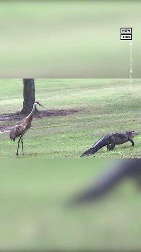 Florida Alligator Escorted Off Golf Course by Crane #Shorts