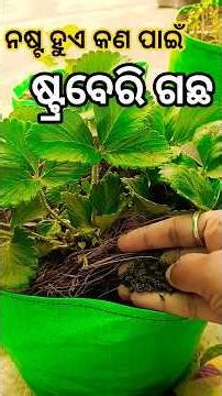 ନଷ୍ଟ ହୁଏ ଷ୍ଟ୍ରଵେରି ଗଛ // Strawberry plant care tips 😱 #𒆜foryou ‪@namitaskitchengarden9693‬