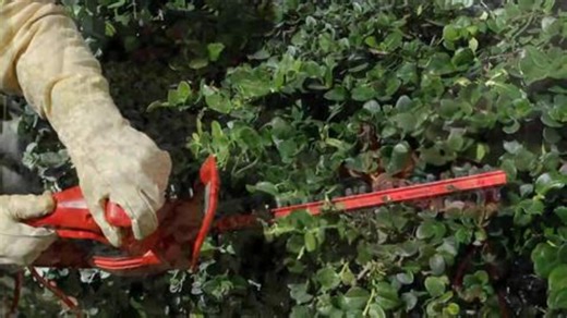 Homelite 17 in. 2.7 Amp Electric Hedge Trimmer UT44110A