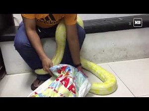A 7-foot long Albino Burmese Python was found by residents of Kalayaan B, Quezon City