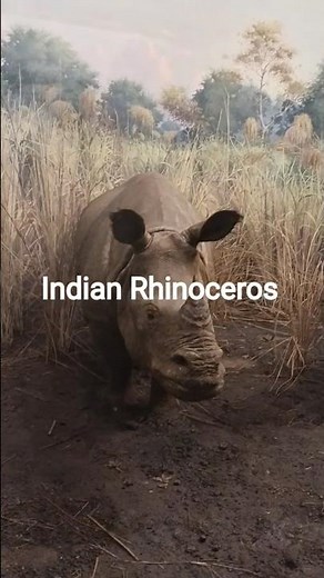 Indian Rhinoceros ‪@ZooSphere786‬