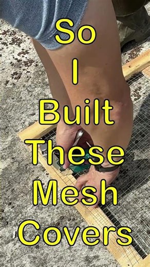 How I Stopped Birds from Eating My Fish #Shorts