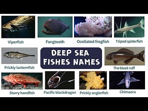 Deep Sea Fishes Names In English Vocabulary | Deep Water Fishes | Sea Water Fishes Names