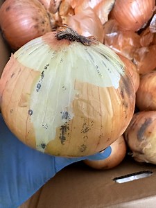 玉ねぎに黒い粉。。これはカビ？食べられるの？