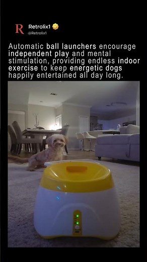 Interactive Play for Energetic Dogs