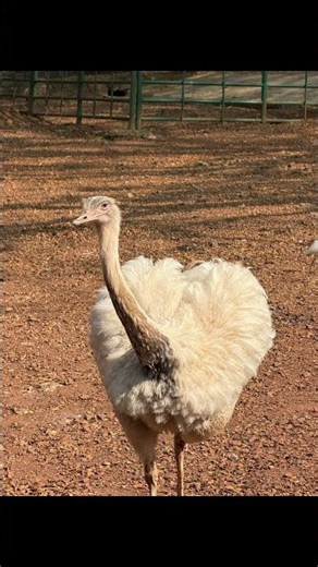 Thiruvananthapuram zoo tiger, funny video sleeping ￼watch end 😂😁