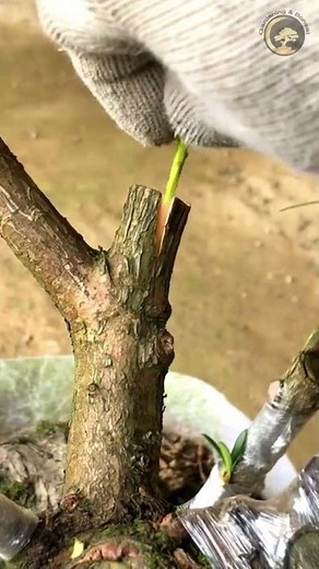 Bonsai Grafting | How to graft Podocarpus bonsai
