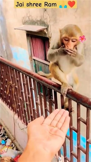monkey chana khata hai 🐒 | LD crazy | #trending #funny #ldcrazy #shorts #fyp