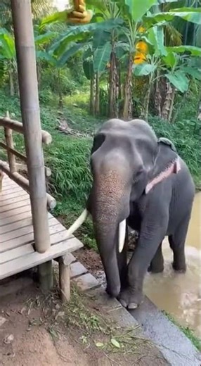 《The Banana Heist Gone Wrong》🐘🍌🤣