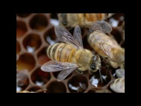 Nosema Symptoms in Honey Bee Colonies