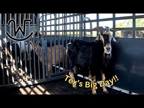 Kicking Off Breeding Season for the Goat Herd