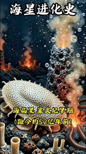 2. 熬过两次生物大灭绝，不起眼的海星竟是远古海洋幸存者 #动物进化 #进化史 #神奇动物在抖音挺#动物科普#古生物
