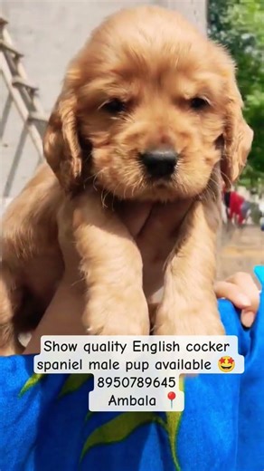 English cocker spaniel male pup available 🤩#ambala #chandigarh #pets #puppy #cockerspaniel #viral