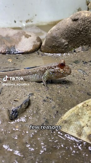 Essential Lid Tips for Mudskipper Fish Tanks