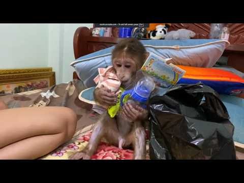 Baby monkey Miker drink milk
