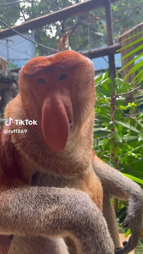 Proboscis Monkey على TikTok
