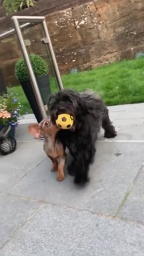 Adorable Dogs Playing Together in the Backyard