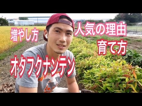 Why Otafuku Nandina is Popular and How to Grow It!