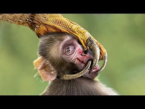 Top 3 Most Powerful Eagles in Africa | Eagle Hunts Monkey, Bats and Fish, Amazing Footage!