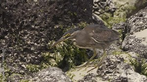 Striated Heron on Galapagos Islands foraging and catching and eating food on Tortuga Bay, Santa Cruz Island. Amazing bird animals wildlife nature of Galapagos, Ecuador.
