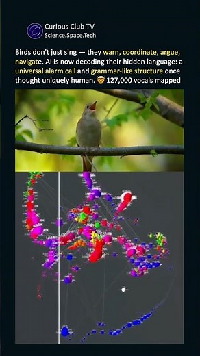 Birds Have a Secret Language — AI Is Finally Decoding It