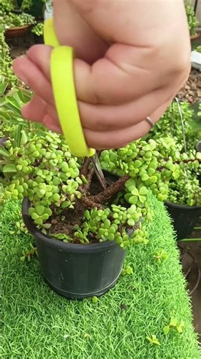 Jade Plant Pruning: How to Prune Jade Plant for Bushy & Healthy Growth