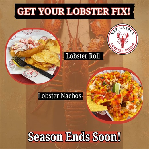 1.2K views · 11 reactions | Get your lobster fix before the season ends at Bar Harbor Lobster Pound 咽! Fresh, local, and cooked to perfection – this is Maine seafood at its best. Don’t miss out on the taste of summer before it’s gone!  #BarHarborLobsterPound #FreshLobster #SeafoodLovers #MaineEats #TasteOfSummer #BarHarborME #EatLocal #LobsterSeason #SeafoodSpot | Bar Harbor Lobster Pound | Facebook