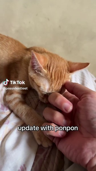 Understanding Clingy Behavior in Cats