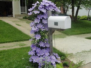 Prettiest Mailbox in Town